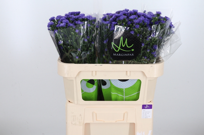 Aster Dark Milka