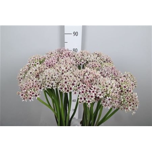 Allium Silverspring