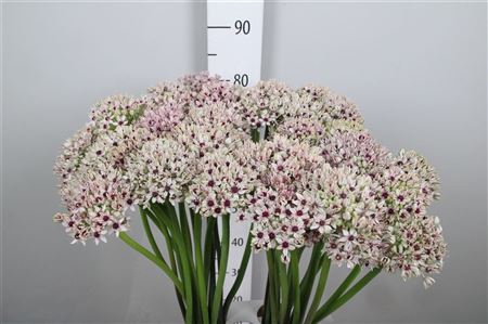 <h4>Allium Silverspring</h4>