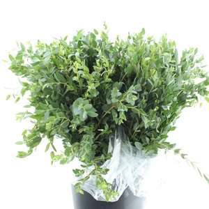 Euca Parvifolia Kort 200 Gram
