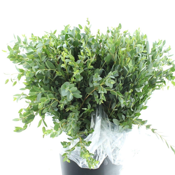 Euca Parvifolia Kort 200 Gram