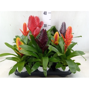 Vriesea   ...mix