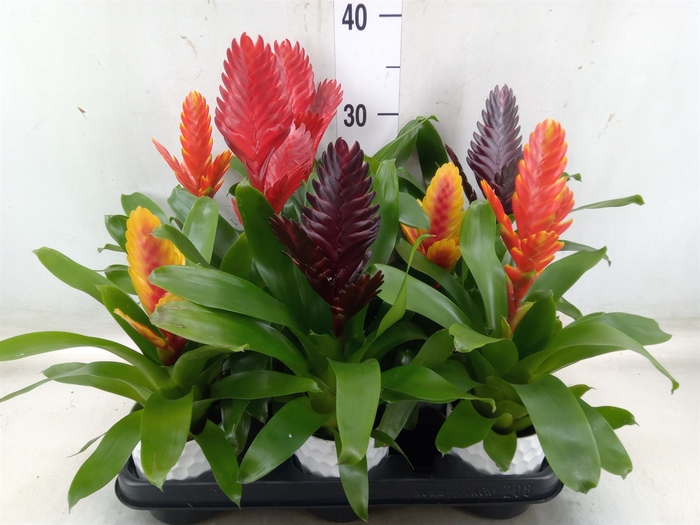 <h4>Vriesea   ...mix</h4>