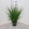 Pennisetum alopecuroides Hameln