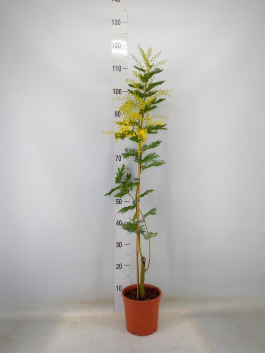 <h4>Mimosa pudica</h4>