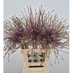 ALLIUM SCHUBERTII XL