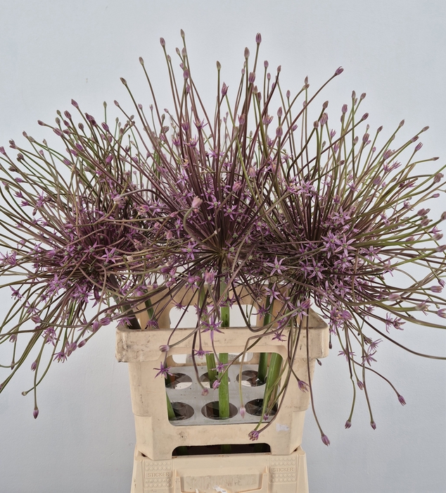 <h4>ALLIUM SCHUBERTII XL</h4>