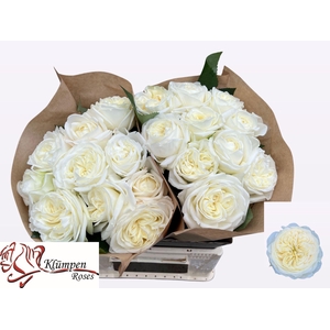 RS GR CHIC WHITE!
