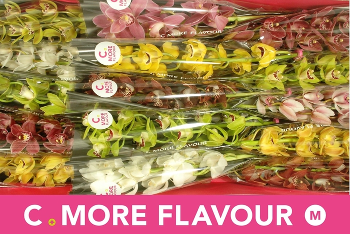 <h4>CYMB MI GEM</h4>