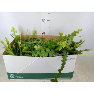 Epiphyllum anguliger