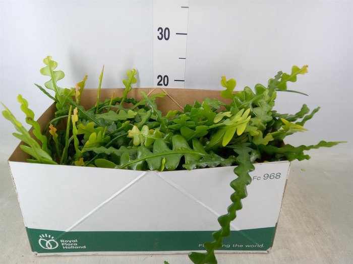 <h4>Epiphyllum anguliger</h4>