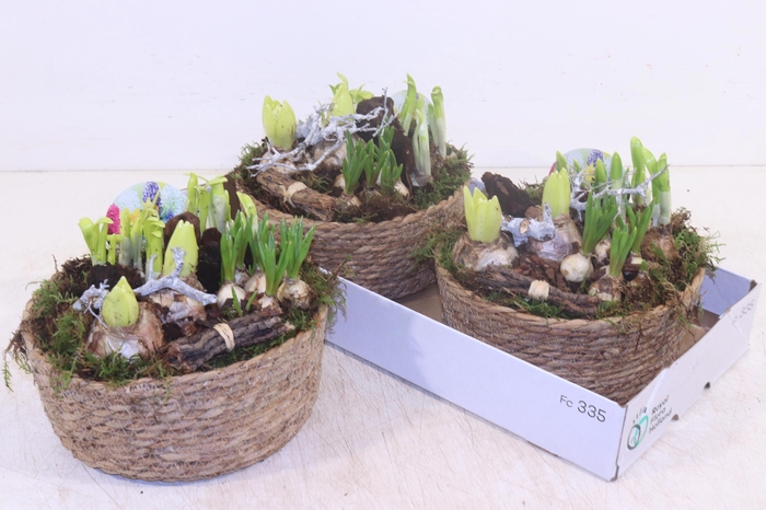 <h4>ARR BOL KNOLGEWAS</h4>