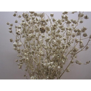 Abutilo A Platina L80