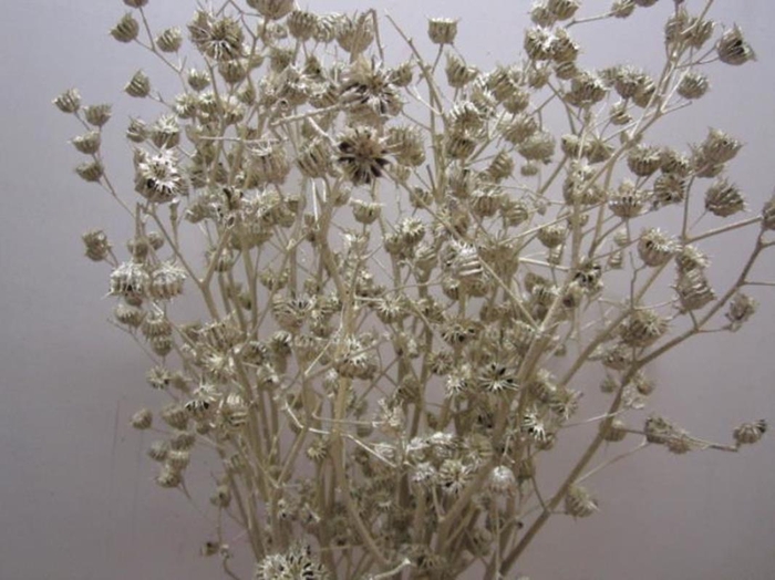 <h4>Abutilon G Platina L120</h4>