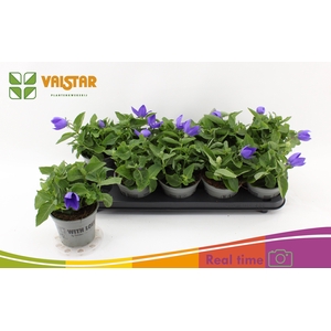 PLATYCO GR ASTRA BLU