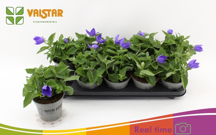 <h4>PLATYCO GR ASTRA BLU</h4>