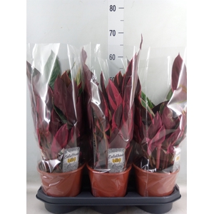 Stromanthe sanguin. 'Triostar'