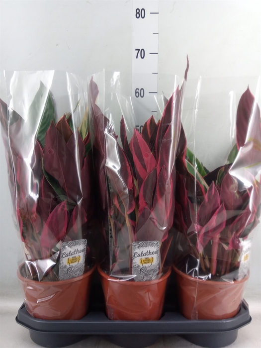 <h4>Stromanthe sanguin. 'Triostar'</h4>
