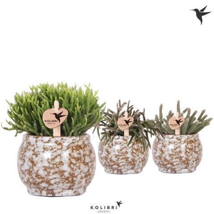 Kolibri Greens Rhipsalis mix in Safari pot
