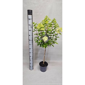 HYDR PANICULATA