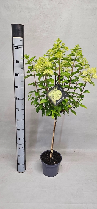 <h4>HYDR PANICULATA</h4>