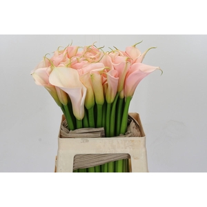 Zantedeschia Eydolls Salmon
