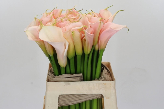 <h4>Zantedeschia Eydolls Salmon</h4>