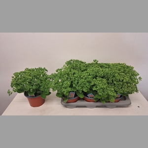 SEDUM HERBSTFREUDE