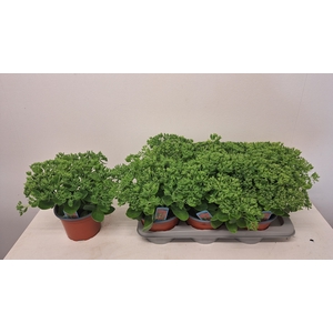 SEDUM HERBSTFREUDE