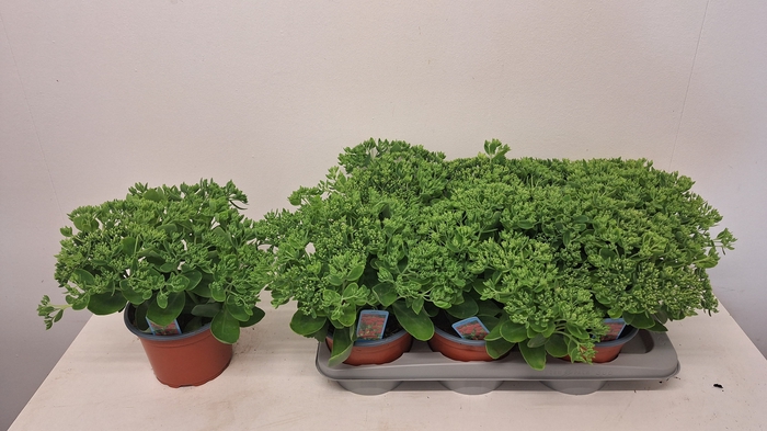 <h4>SEDUM HERBSTFREUDE</h4>