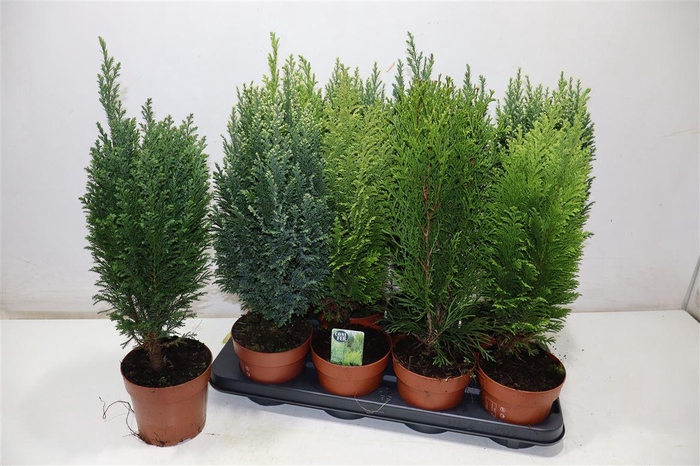 <h4>Coniferen Gem</h4>