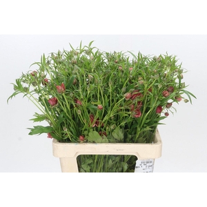 Ranunculus Moderna Energia