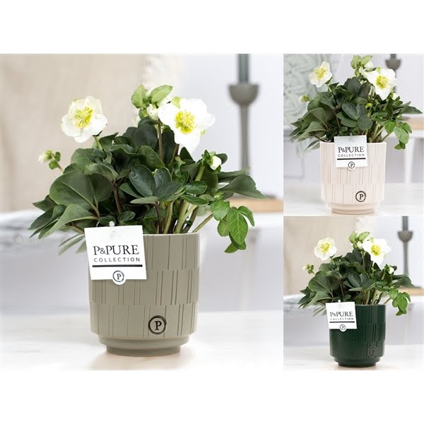 <h4>1st class Helleborus "Xmas C." in P&PURE Tess ceramics ass. 3</h4>