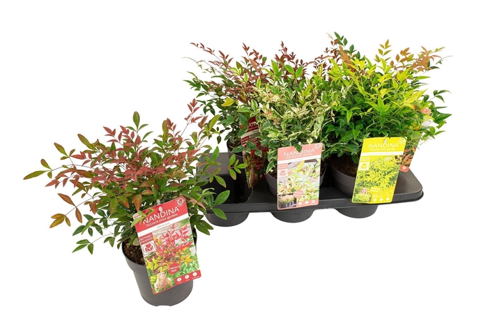 <h4>NAND DOMESTICA</h4>