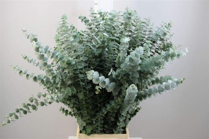 <h4>Euca Baby Blue 200gr</h4>