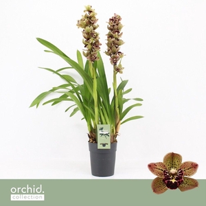 Cymbidium, Magic Bird 2-spike P14 'Orchid Collection'