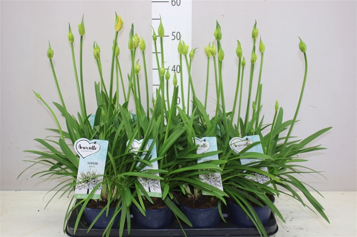<h4>Agapanthus Superb White 6+</h4>