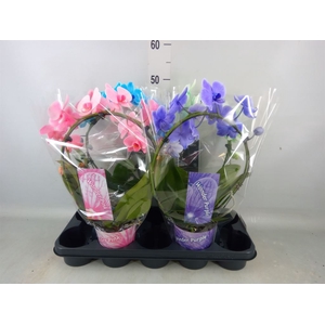 Phalaenopsis   ...