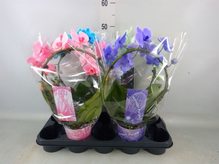 <h4>Phalaenopsis   ...</h4>