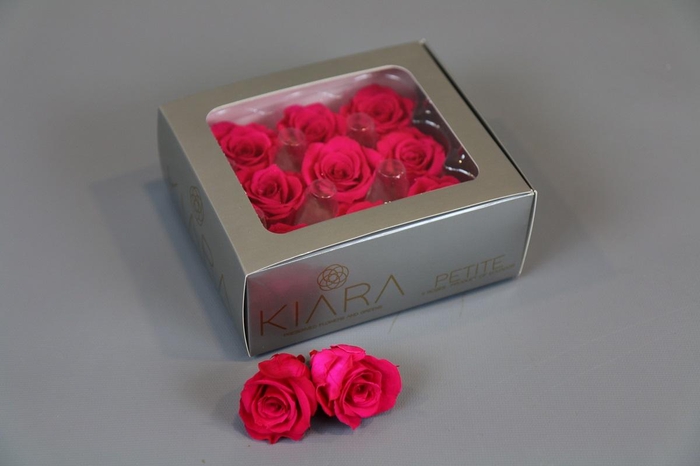 Rosa Preserved Hot Pink Petite