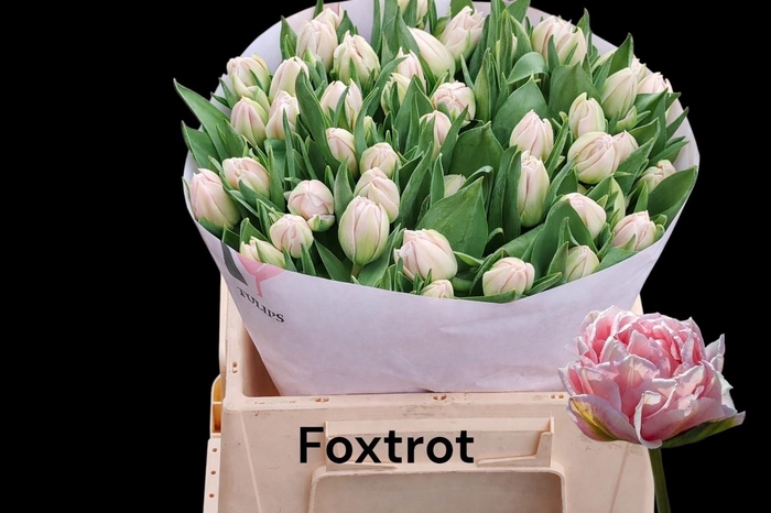 <h4>TU DU FOXTROT</h4>