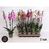 Phal Gem 8 Kl