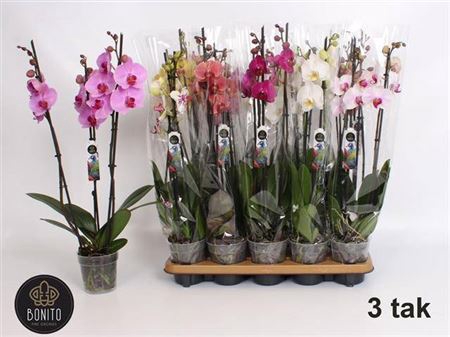 Phal Gem 8 Kl