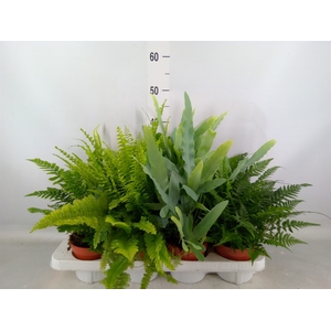 Ferns   ...mix