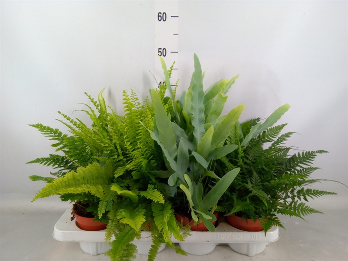 <h4>Ferns   ...mix</h4>