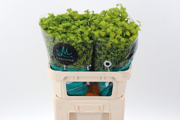 <h4>Bupleurum Rotundifol</h4>