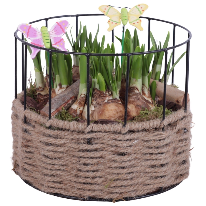 <h4>Bulbs Arr. Narcis Metal Frame Rope Pot Round Ø21cm</h4>