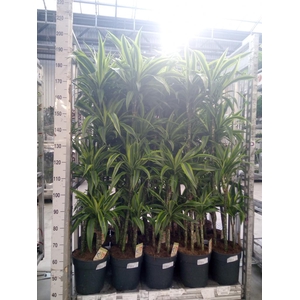 Dracaena fr de 'LemonLime'