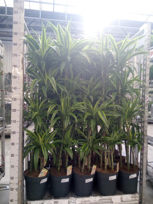 <h4>Dracaena fr de 'LemonLime'</h4>