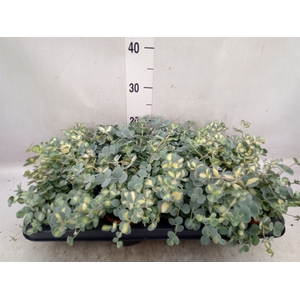 Sedum sieboldii 'Mediovariegatum'